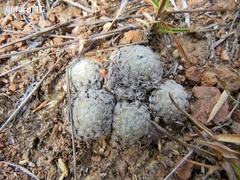 Mammillaria duwei