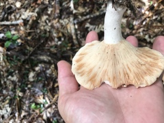 Russula polyphylla