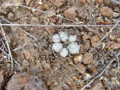 Mammillaria duwei