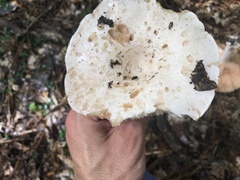 Russula polyphylla