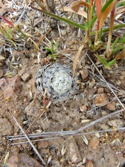 Mammillaria duwei