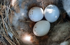 Pyrope pyrope pyrope