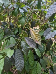 Coffea arabica