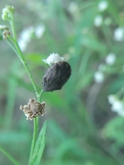 Pachycorinae