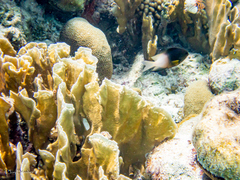 Millepora complanata