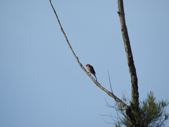 Haemorhous mexicanus