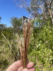Andropogon bicornis