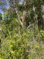 Andropogon bicornis