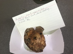 Russula cortinarioides