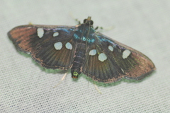 Rhagoba octomaculalis