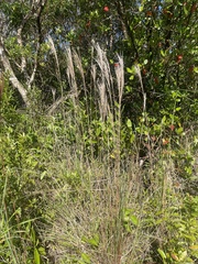 Andropogon bicornis