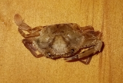 Achelous spinimanus