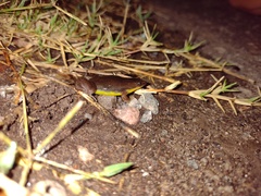 Elachistocleis bicolor