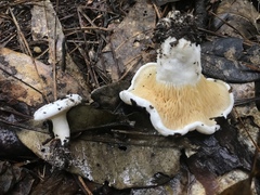 Multifurca ochricompacta