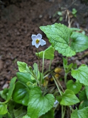 Viola ocellata