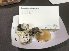 Multifurca ochricompacta