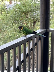 Barnardius zonarius semitorquatus