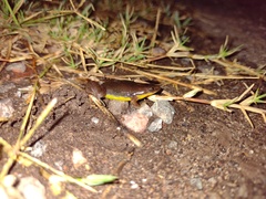 Elachistocleis bicolor