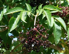 Sambucus cerulea