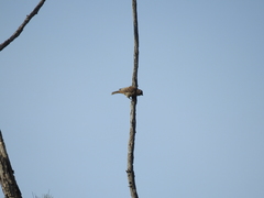 Haemorhous mexicanus