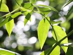 Sambucus cerulea