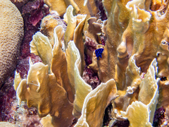 Microspathodon chrysurus