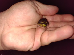 Elachistocleis bicolor