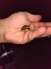 Elachistocleis bicolor