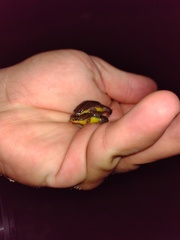 Elachistocleis bicolor