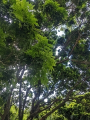 Paubrasilia echinata