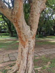 Paubrasilia echinata
