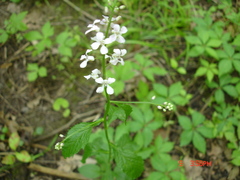 Iodanthus pinnatifidus