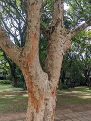 Paubrasilia echinata