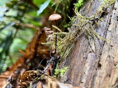 Paragymnopus sequoiae