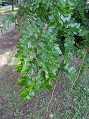 Paubrasilia echinata