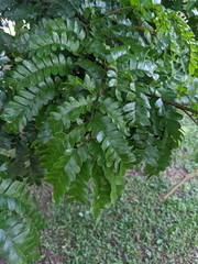 Paubrasilia echinata