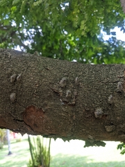 Paubrasilia echinata