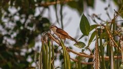 Campylorhynchus griseus