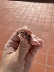 Tarentola delalandii