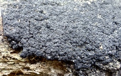 Annulohypoxylon