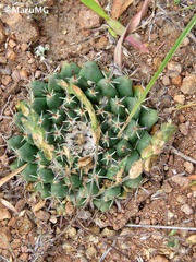 Mammillaria uncinata