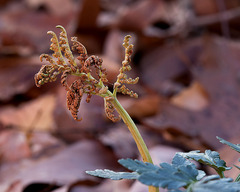 Sceptridium oneidense