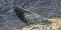 Agelaius phoeniceus