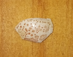 Persephona aquilonaris