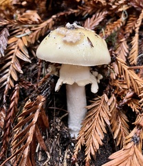 Gemmatae