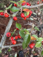 Cotoneaster franchetii
