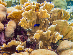 Microspathodon chrysurus