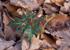 Sceptridium oneidense