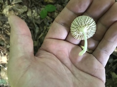 Heliomyces decolorans