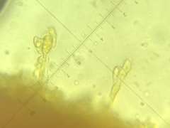 Heliomyces decolorans